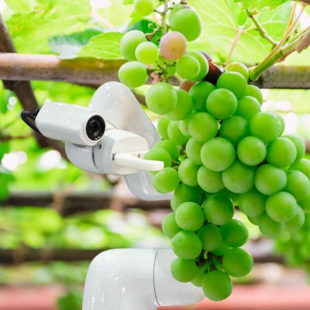 robotic grape farming