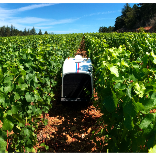 robot in the grape field