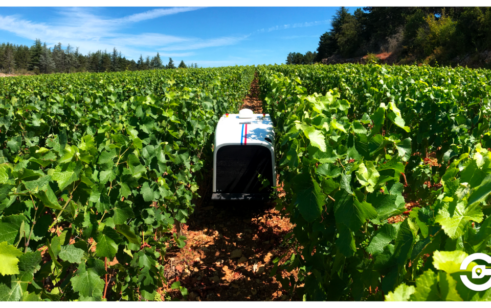 robot in the grape field