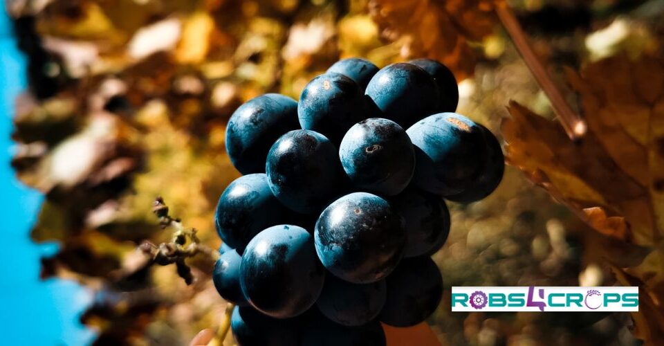 blue grapes