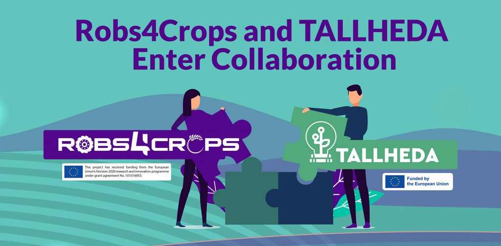 Visual about Robs4Crops and TALLHEDA entering collaboration